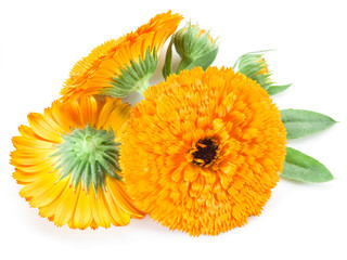 Calendula flowers isolated on white background.