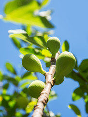 Ripe fig fruits on the tree.