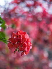 Red pelargonium flowers and blurred red leaves on the background