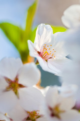 Closeup of Sakura Cherry Blossoms