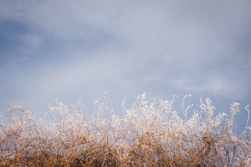 Obraz na płótnie Canvas Natural floral winter background of moody sky