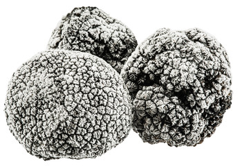 Frozen black truffles. File contains clipping paths.