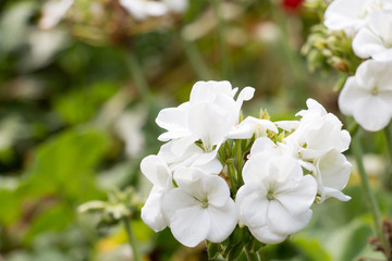 colorful of geranium and green leaf with sun light,