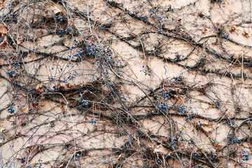 old wall overgrown with vines