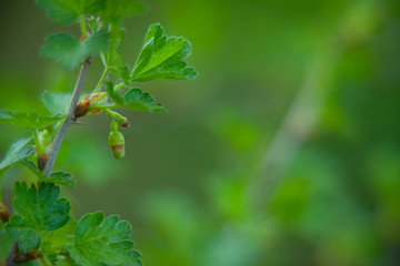 buds of gooseberry on  green background