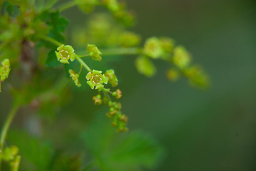 buds of red currant on  green background