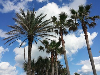 Palm trees on the blue sky and clouds background in Florida nature