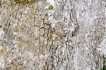texture of the tree bark
