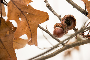 Acorns