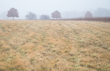 Obraz premium Misty meadow with grass field and row of trees on the horizon