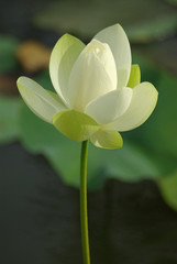 Lotus en fleur en été