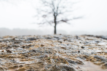 Ground-level shot of wet flagstone and lone blurred tree in foggy background