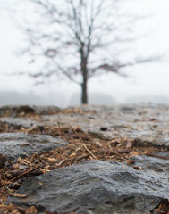 Ground-level shot of wet flagstones and lone blurred tree in foggy background