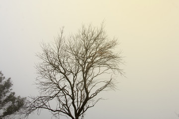 Fototapeta na wymiar branch of tree and white sky,brown color of branch