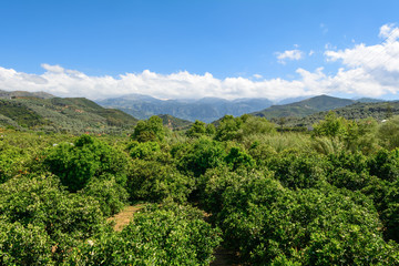 Fototapeta na wymiar Orange plantation. Agriculture trees. Crete. Greece.