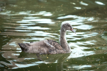 small gray baby swan floating in a pond