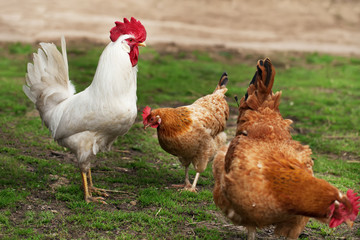 two chickens and a rooster