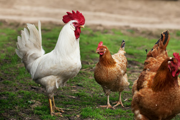 two chickens and a rooster