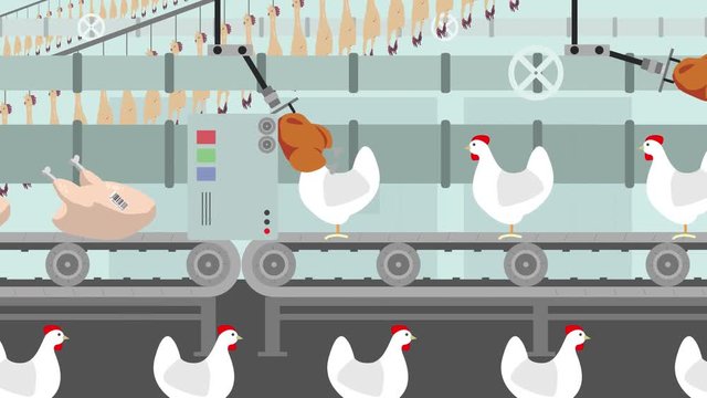 Live Chickens on a Factory Conveyor Become Cooked Chickens Cartoon Style