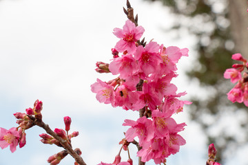 colorful of cherry Blossom and green leaf with sun light,