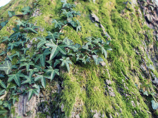 ivy on old tree with green moss in UK