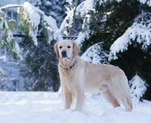 Adorable golden retriever dog sitting on snow outdoor near the lake.  Winter in park. Horizontal, Copy Space.