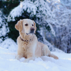 Adorable golden retriever dog sitting on snow outdoor near the lake.  Winter in park. Square, Copy Space.