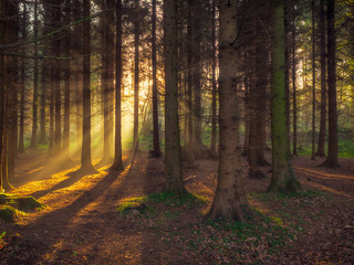 forest morning sun rising in the UK