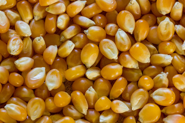 Corn for popcorn