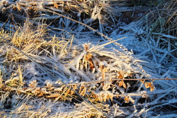 Winter Soluble expression on the meadow in January