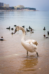 Зимовка лебедей в бухте горда-курорта - Геленджик. Побережье Черного моря.