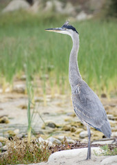 Great Blue Heron (Ardea herodias), Refugio State Beach, near Goleta, CA, USA.