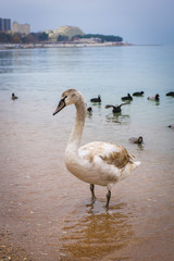 Зимовка лебедей в бухте горда-курорта - Геленджик. Побережье Черного моря.