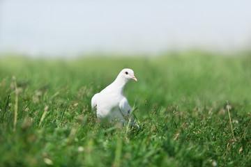white pigeon walking in grass
