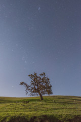 Fototapeta na wymiar Oak Tree, Grassy Hills, and Winter Stars in Solvang and Santa Ynez, California on a Full Moon Night