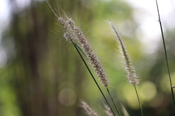 Flower grass with the daylight