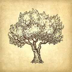 vector illustration of olive tree