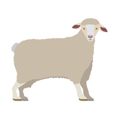 cartoon funny of sheep posing vector illustration
