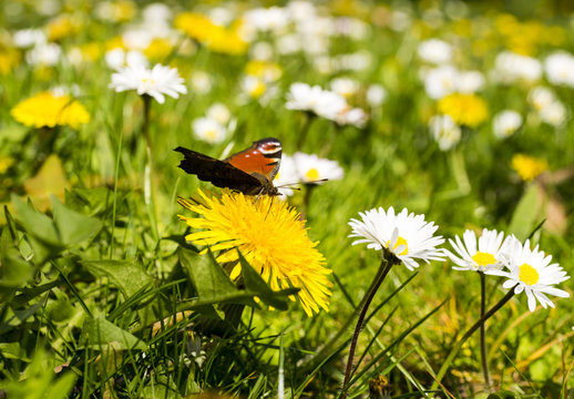 Frühling