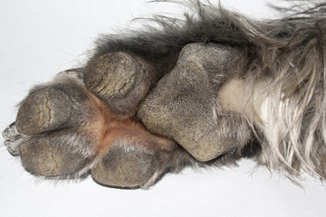 Obraz premium paw of dog