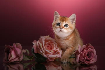 Tabby Scottish kitten