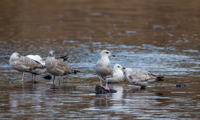 few young seagulls feeding in shallow water