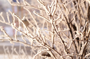 Winter background with frosted branches against sunlight