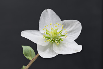 Elleboro Photos Royalty Free Images Graphics Vectors Videos Adobe Stock