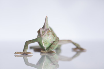Chameleon lizard isolated on white background