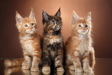 Maine Coon kitten portrait on a color background