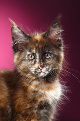 Naklejka na ściany i meble Maine Coon kitten portrait