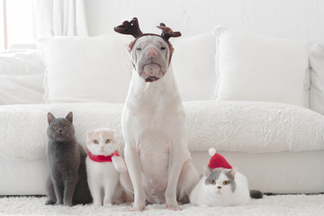 Shar pei dog and three cats sitting in a row in front of a sofa wearing festive santa hats and antlers for Christmas