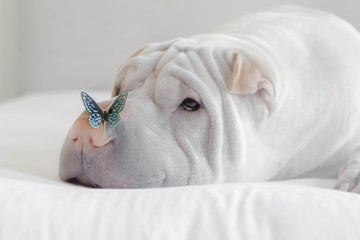 Shar pei dog with butterfly on nose 