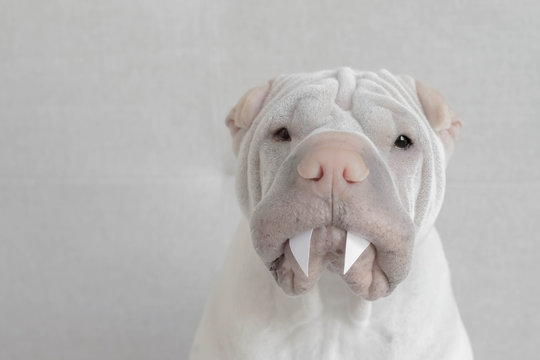 Shar pei dog with vampire fangs